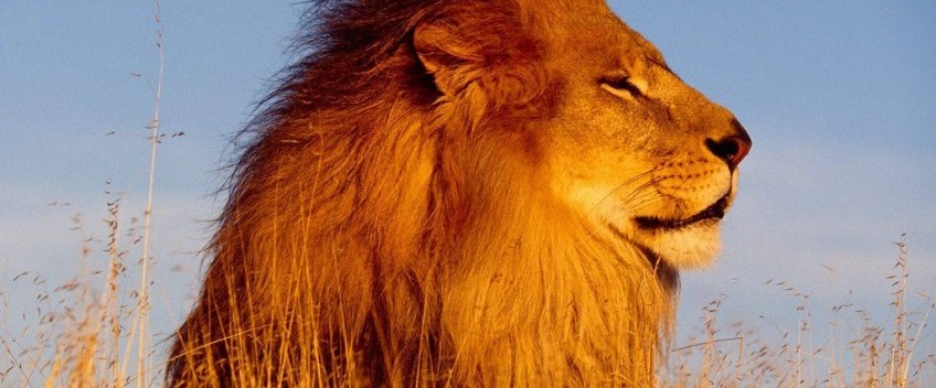 Dopo 15 anni i leoni tornano in Ruanda